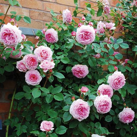 david austin climbing roses|best david austin climbing roses.